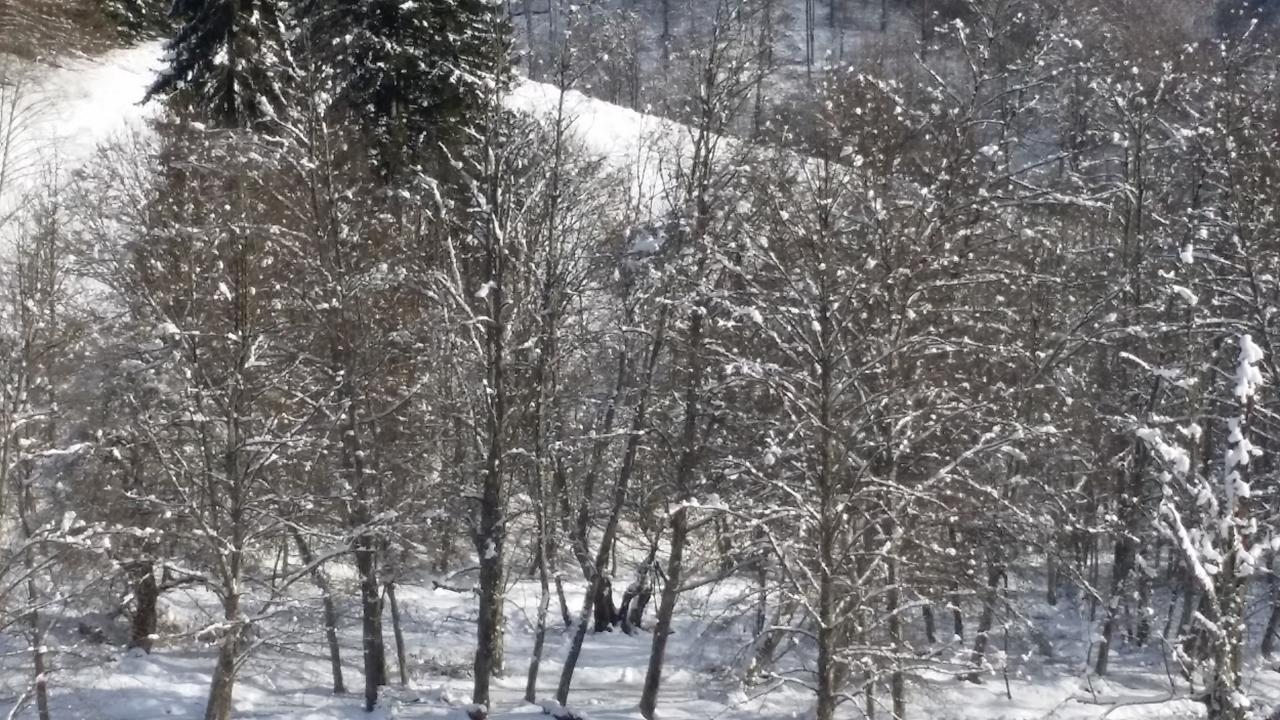 Cabana Barlogul Lupilor Villa Berevoesti Buitenkant foto